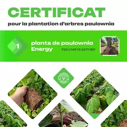 Certificat pour la plantation de 1 arbre Paulownia
