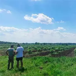Visite d'un spécialiste pour l'évaluation d'un terrain destiné à la plantation de Paulownia