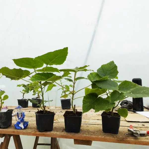 Paulownai tomentose en pots 600 ml chats | Paulownia Energy Deutschland