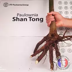 Paulownia Shan Tong XL roots