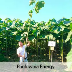 Paulownia Energy tree XXL
