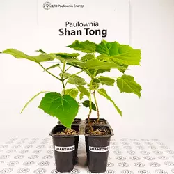 Paulownia Shan Tong in pot 600ml