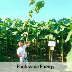 Paulownia Energy arbre XXL