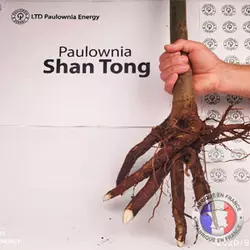 Paulownia Shan Tong XXL racines