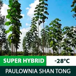 Sadzonki Paulownia Shan Tong SuperHybrid