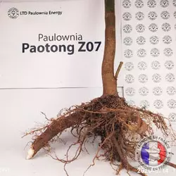 Paulownia Pao Tong Z07 XL