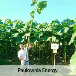 Raíces de Paulownia Energy XXL