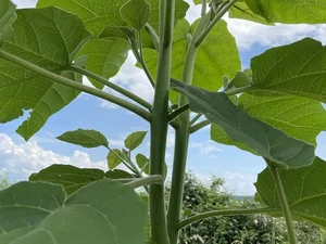 Paulownia Energy Life