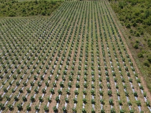 Paulownia Plantation Project