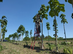Paulownia Energy Life