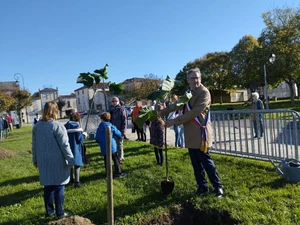 Plantation de Paulownia en France