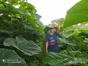 Paulownia Energy photo