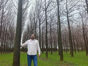 Paulownia Energy Plantation 2026