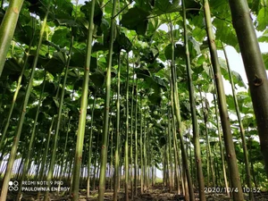 Paulownia Energy