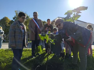 Plantation de Paulownia en France