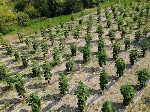 Paulownia Plantation Project