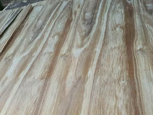 Paulownia Energy Life