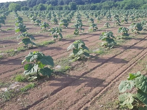 Paulownia Plantation Project