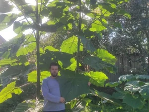 Paulownia Energy photo