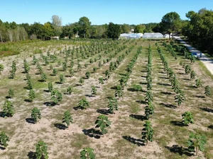 Paulownia plantation en France
