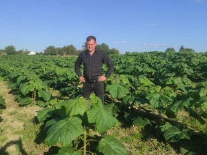 Paulownia Energy photo