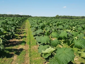 Paulownia Plantation Project