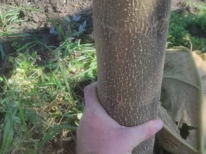 Einjähriger Baum von Paulownia