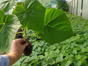Paulownia Energy photo