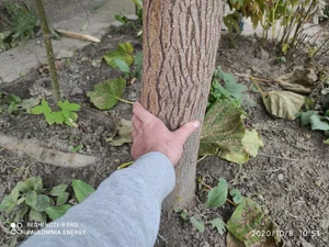 Zweijähriger Baum von Paulownia