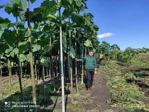 Paulownia Energy photo