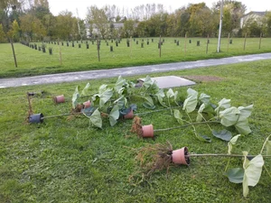 Plantation de Paulownia en France