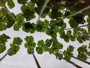 Paulownia Energy photo