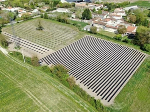 Pépinière de Paulownia Energy France