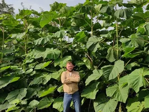 Paulownia France