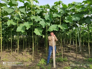 Paulownia Energy photo