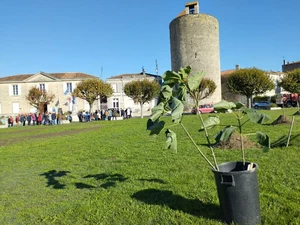 Plantation de Paulownia en France