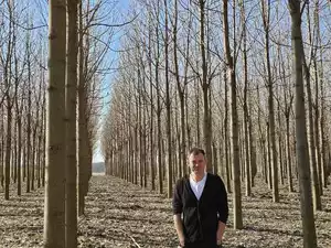 Paulownia plantation