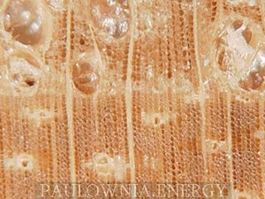 Paulownia Energy