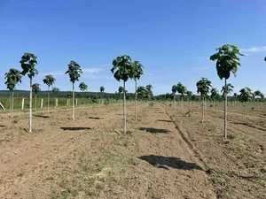 Paulownia Energy Life