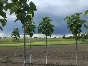 Paulownia Energy Life