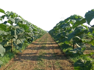 Paulownia Plantation Project