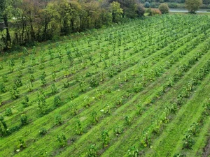 Plantation industrielle de paulownias en Belgique