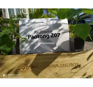 Zalety odmiany Paulownia Paotong: Szybki wzrost i wysoka jakość drewna
