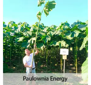 Paulownia Energy tree XXL Paulownia Energy tree XXL