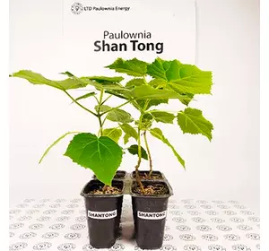 Paulownia Shan Tong in pot 600ml