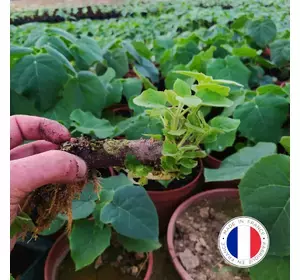 Roots Paulownia Pao Tong Z07 Roots Paulownia Pao Tong Z07