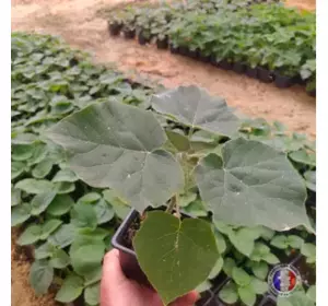 Paulownia Energy in pot 600ml Paulownia Energy in pot 600ml