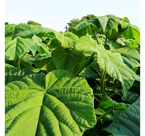 Paulownia Energy XL trees Paulownia Energy XL trees