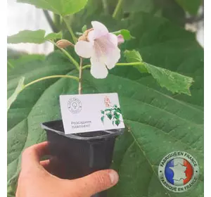 Paulownia Pao Tong Z07 en pot Paulownia Pao Tong Z07 en pot