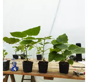 Paulownia tomentosa en pots Paulownia tomentosa en pots